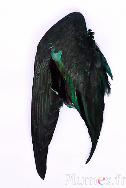 Aile canard - 5 x 13 cm - vert